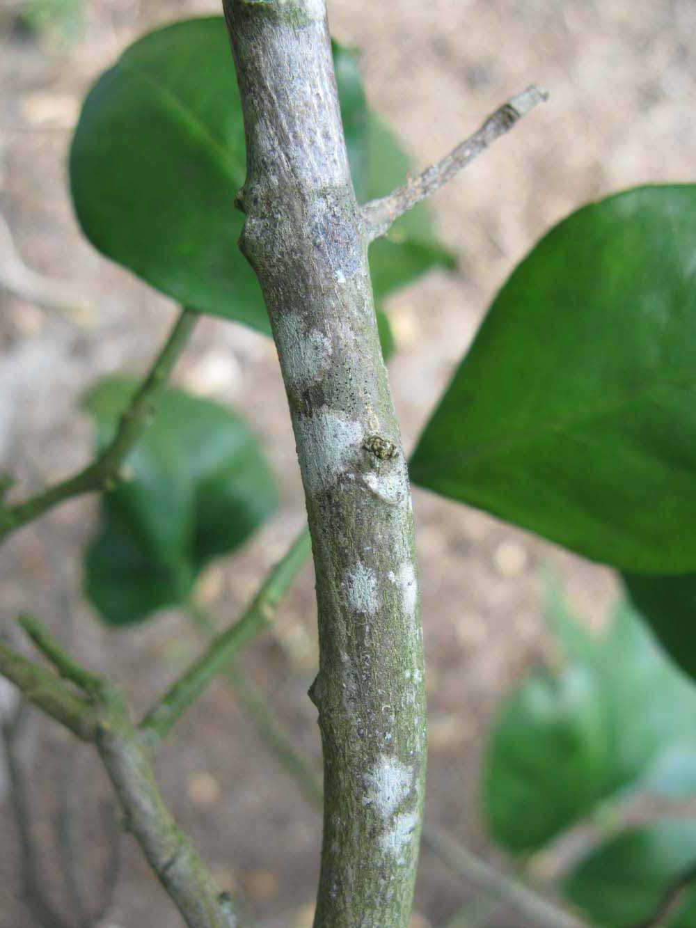                Second - third year twig (Sha Tian You, Winter Haven, FL)       